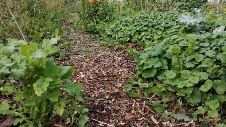 Wood chip path between two beds