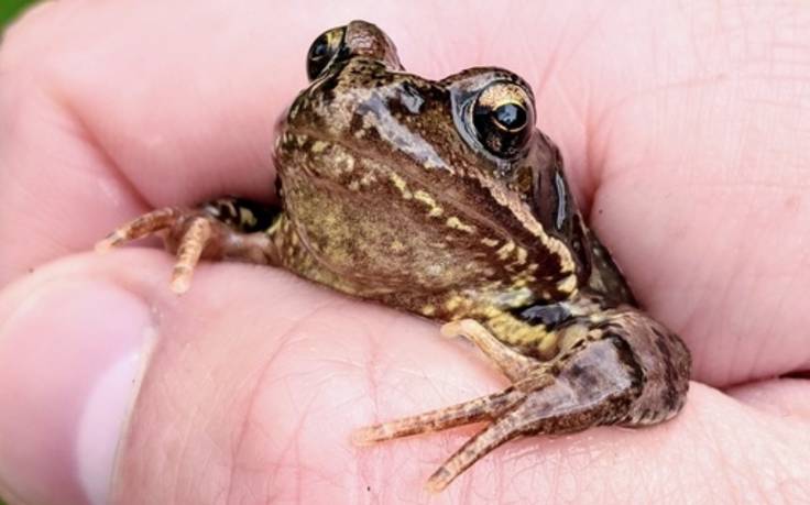 Hand holding frog, photo courtesy Birmingham & Black Country Wildlife Trust