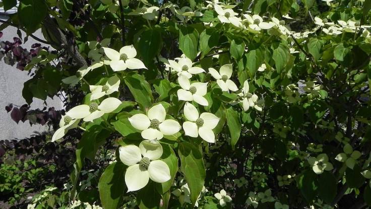 White flowers on a tree