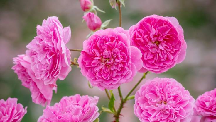Pink roses