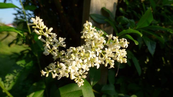 White flowers on shrub