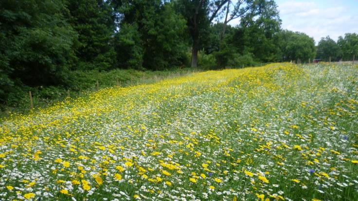 Yellow and white flowers in a meadow by treeline, photo by Marathon on Geograph