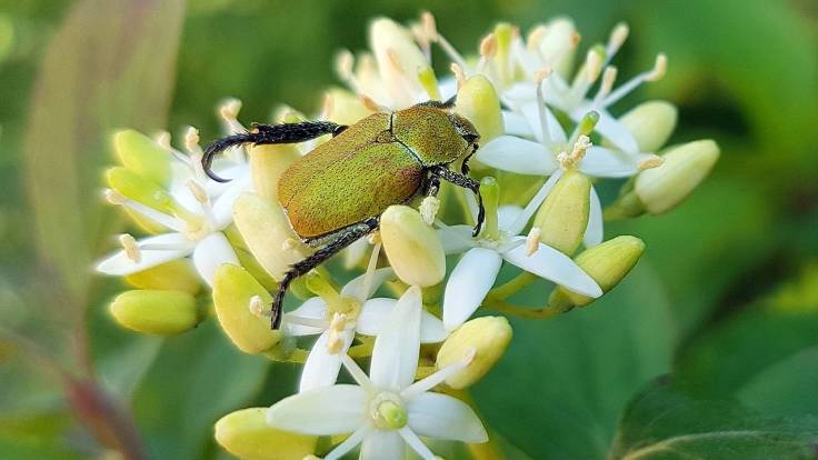 Green beetle on small white flowers