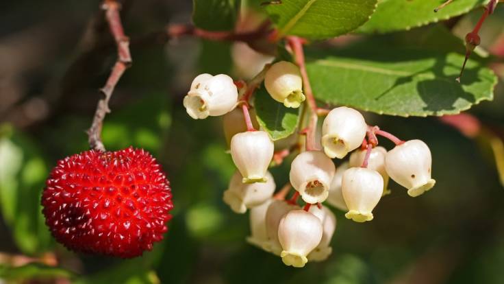 Red fruit and white flower closeup