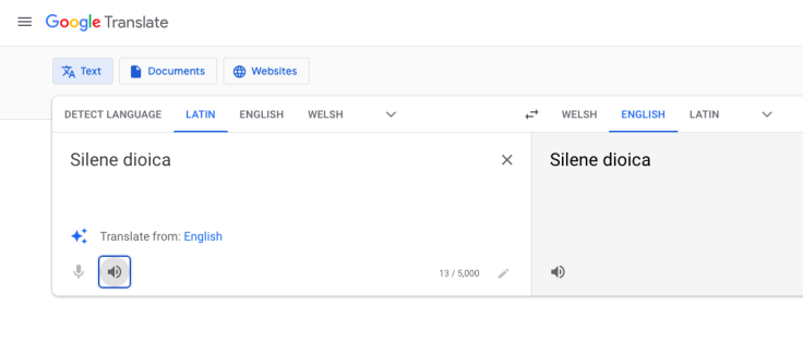 Screenshot of Google Translate