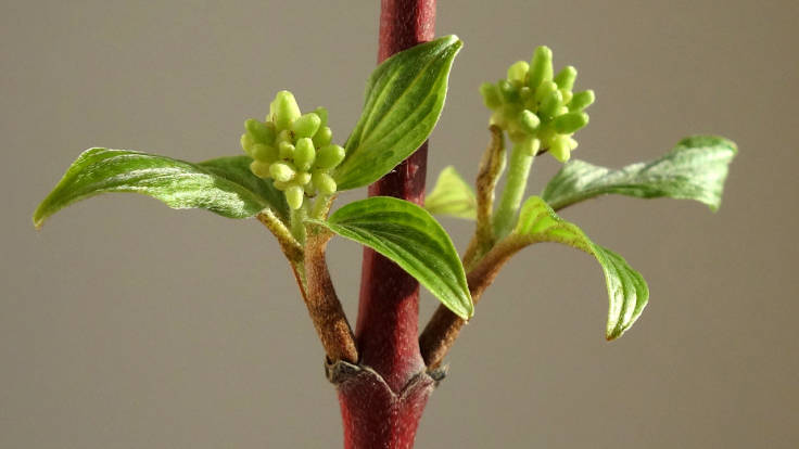 Close-up of red twig, leaf and green flowerbud