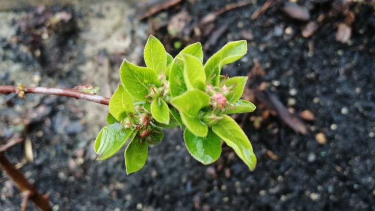 Flower buds and newly opened leaves on a young apple tree