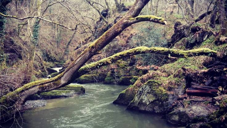 Mossy tree at an angle across a small river in a valley