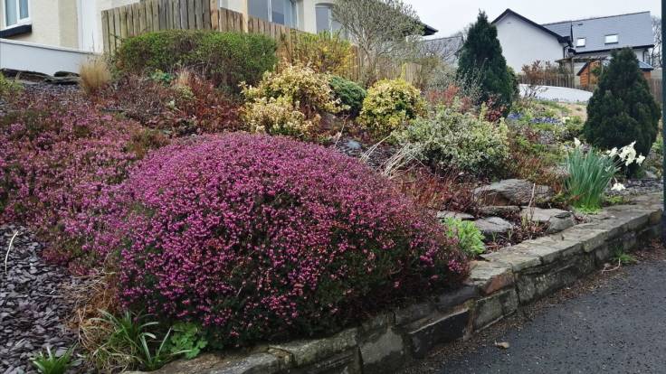 Photo of heather garden on slope by bungalow