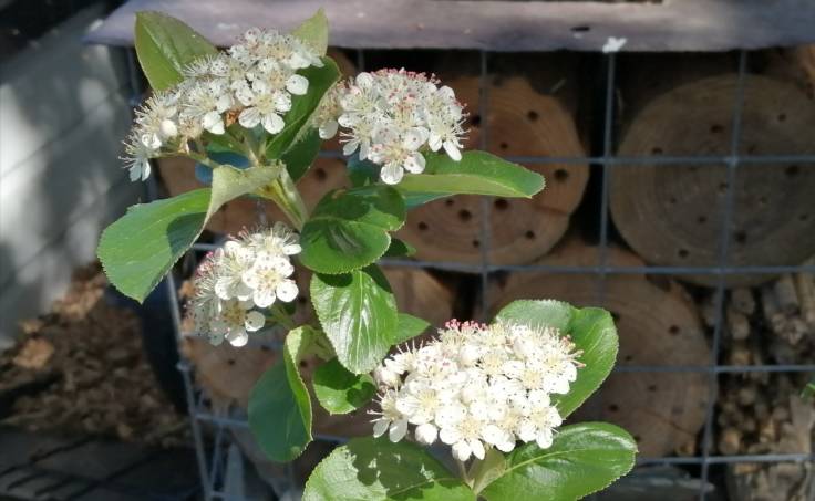 White clusters of flowers on young shrub in front of gabion filled with bee logs