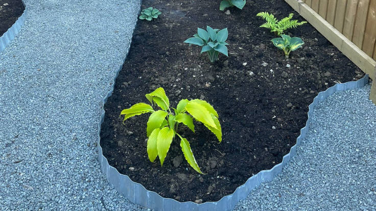 Hostas and ferns in new curvy bed