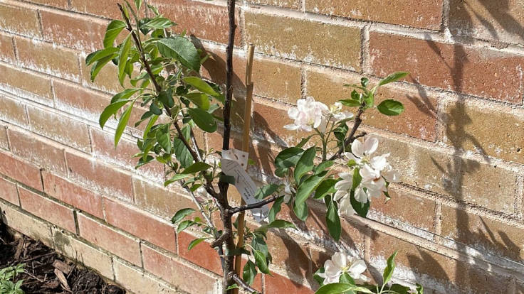 Close-up of apple blossom against brick wall