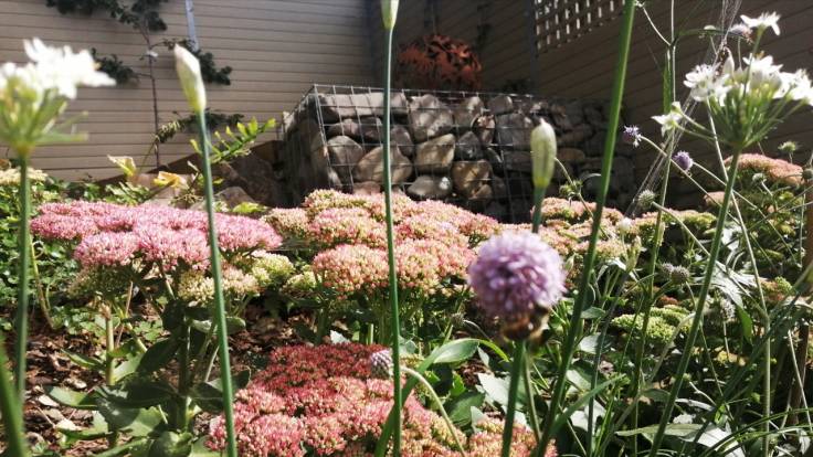 Flowers in front of stone-filled gabion