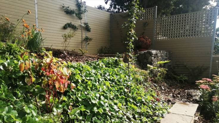 Espaliered tree on plastic fence, greenery in foreground