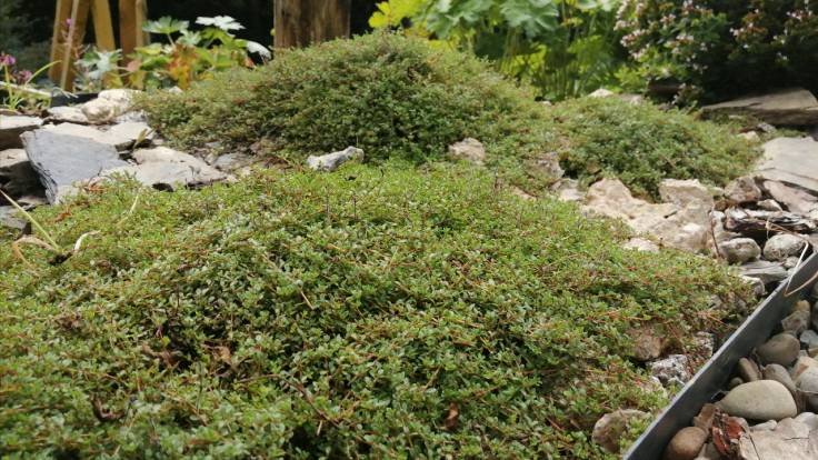 Mounds of thyme growing in crushed concrete