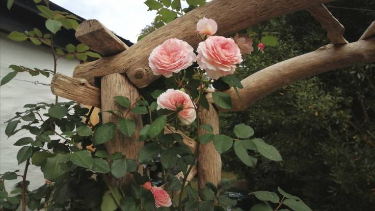 Pale pink double rose on rustic wooden rose arch