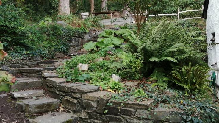 Small woodland garden with stone steps