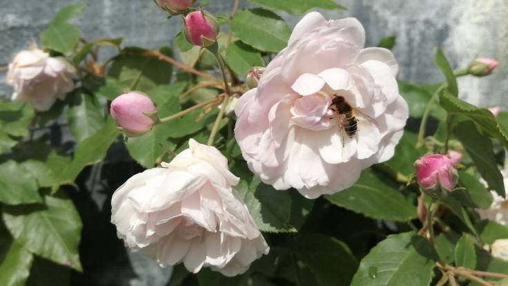 Hoverfly on open pale rose