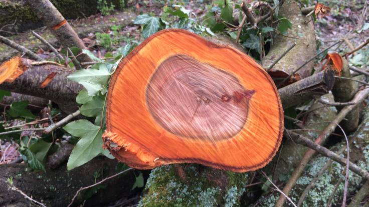 Sawn trunk of red wood