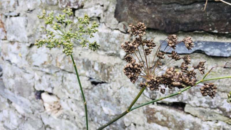 Fennel against stone wall