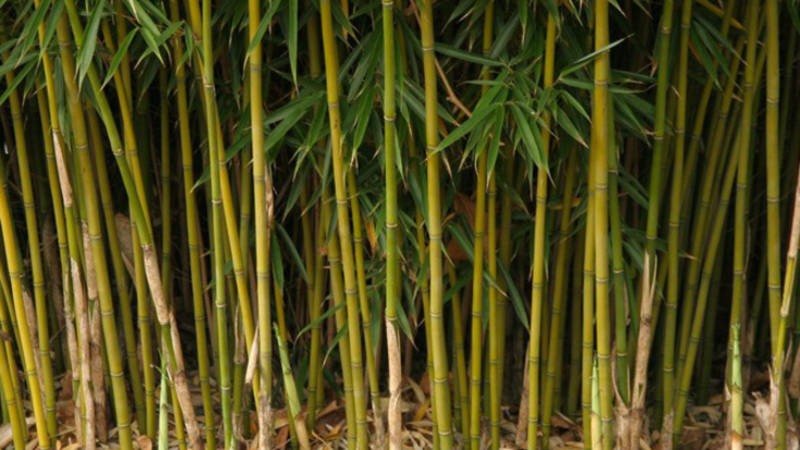 Bamboo stems