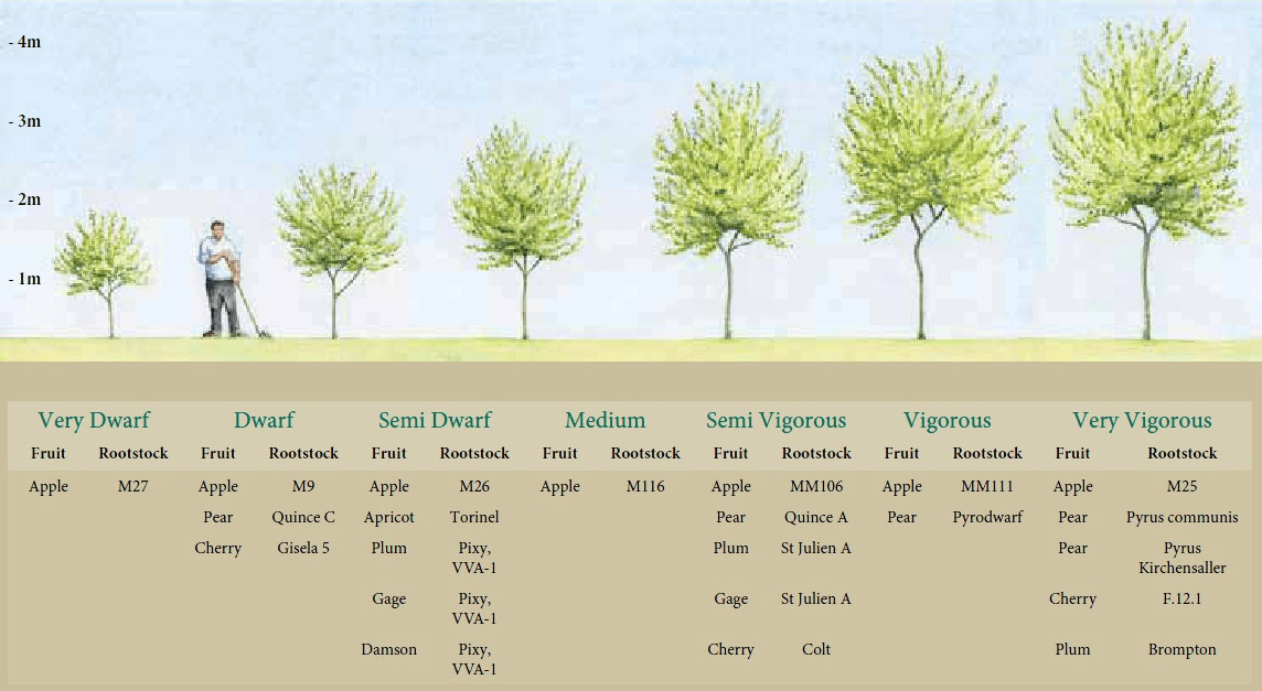 Rootstocks