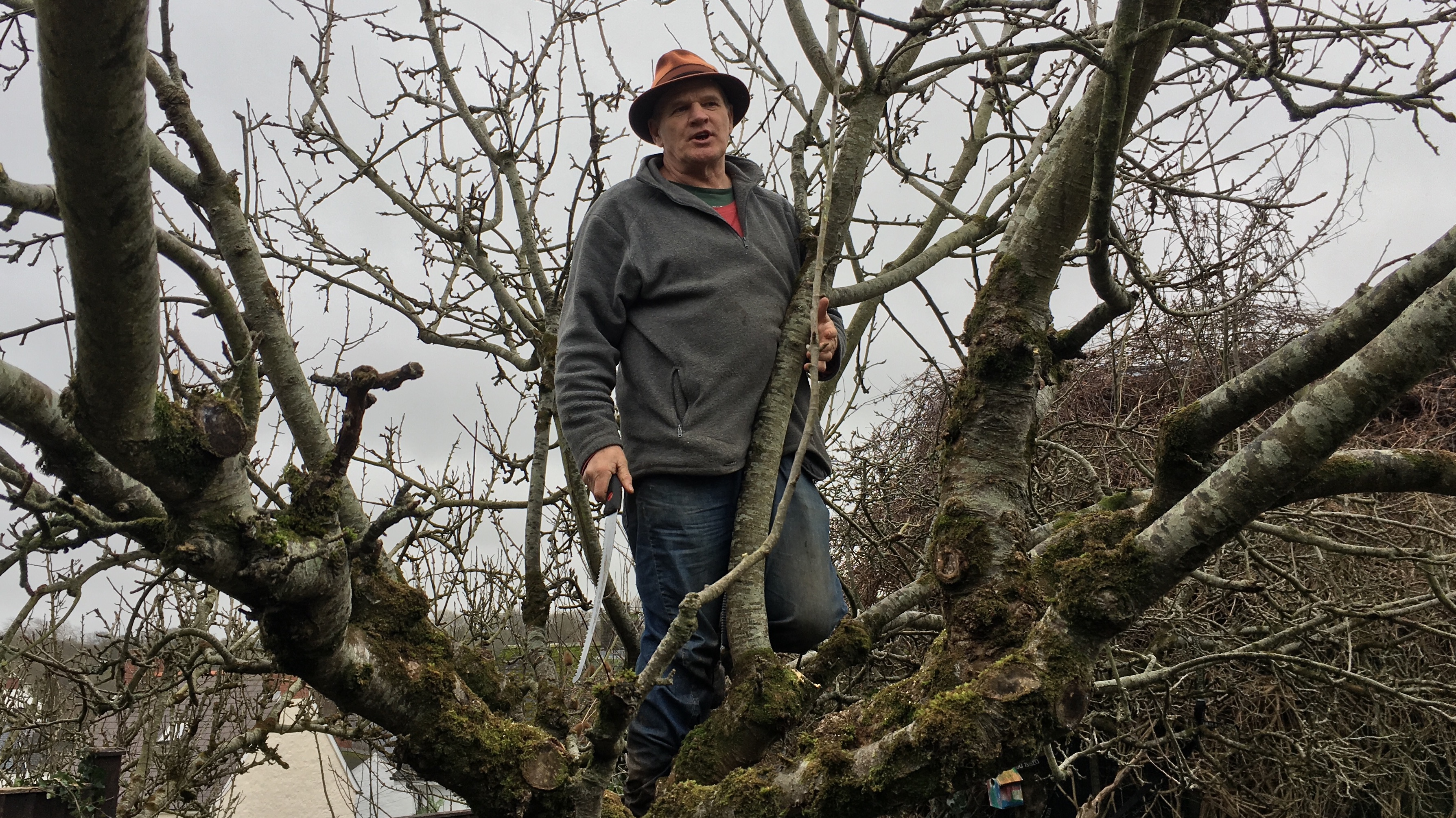 Man up a tree with a pruning saw
