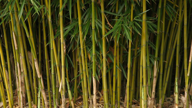 Thick wall of bamboo shoots