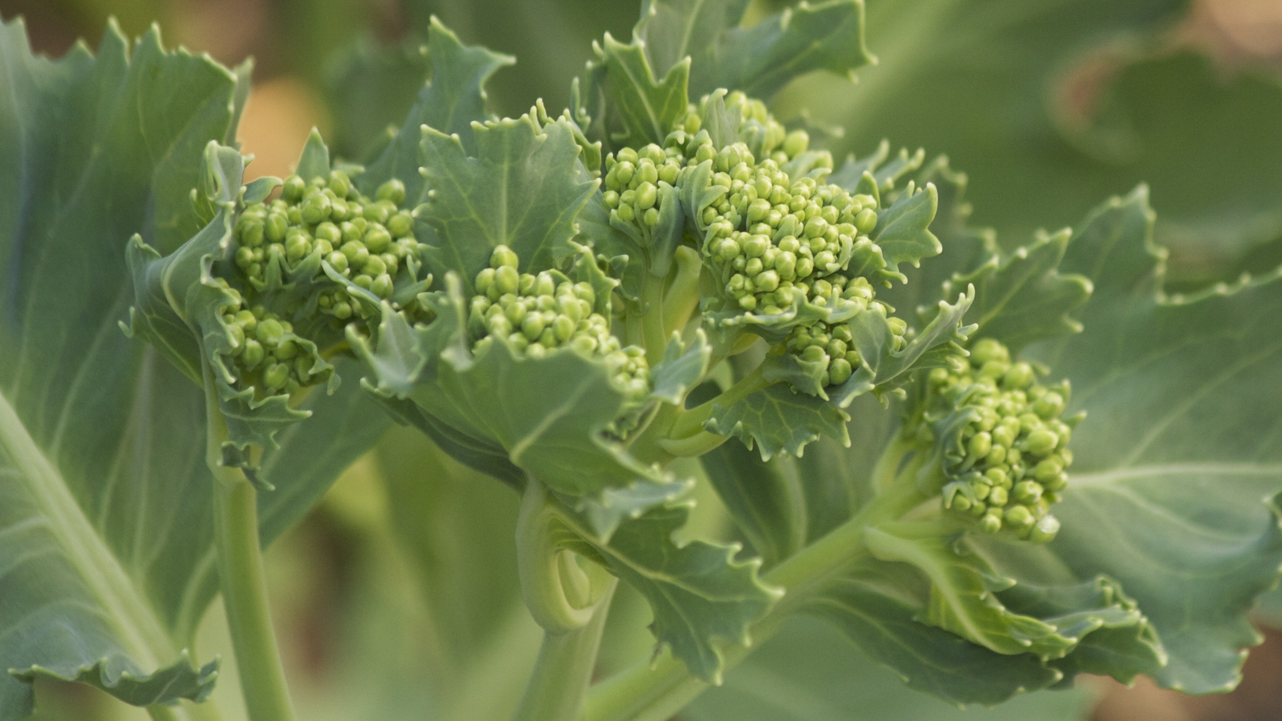 Top 10 perennial veg