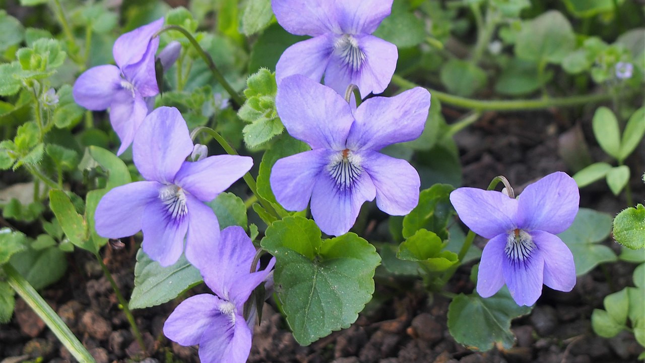 Small blue-violet flowers