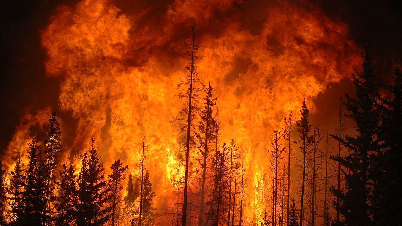 Forest fire with flames in the sky and the trees all burning