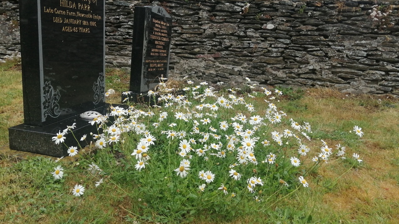 Daisies on a grave