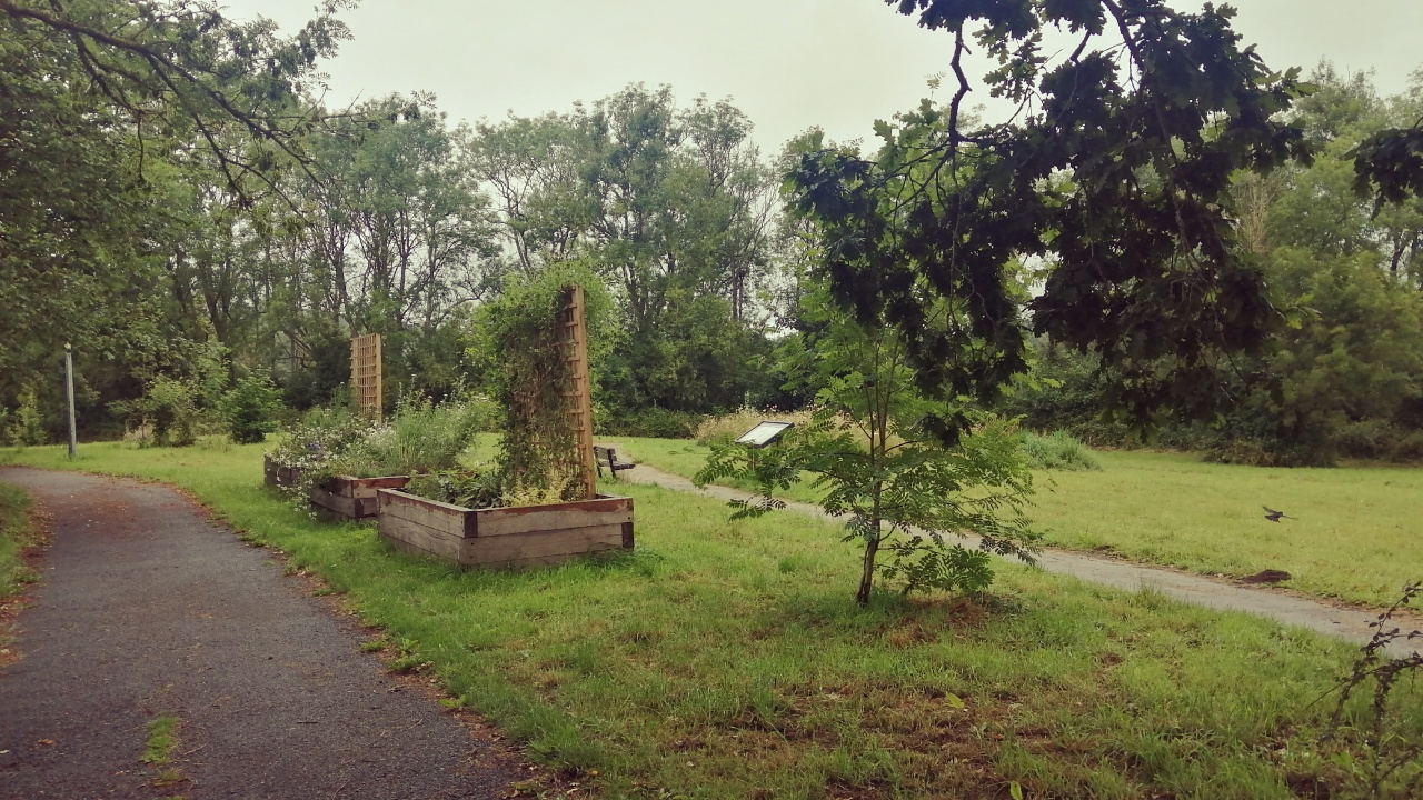 Community garden with raised beds
