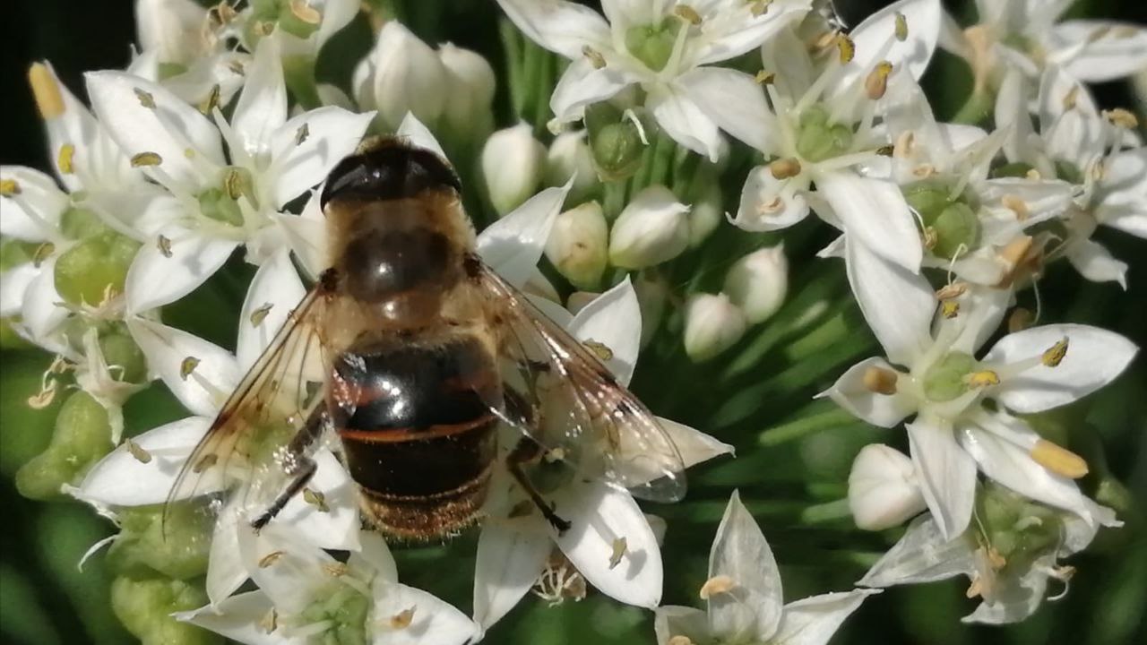Nature ID hope project