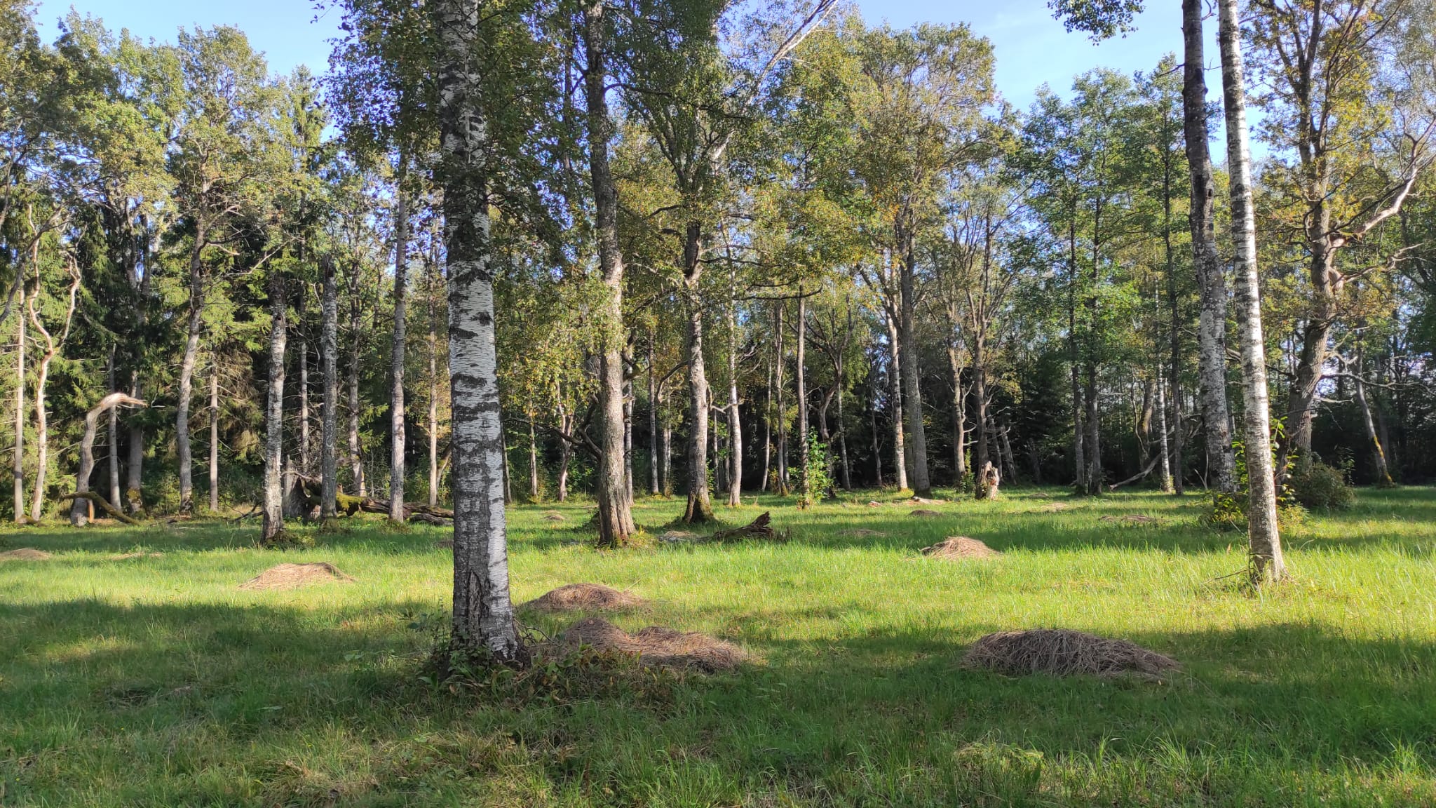 Wooded meadow