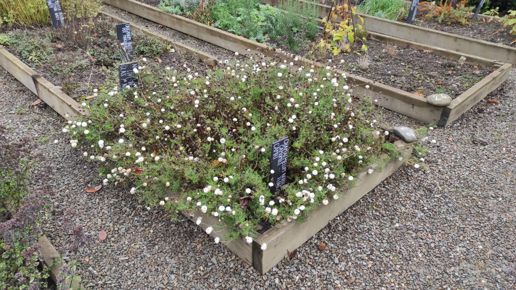 White flowered chamomile in a raised bed with white out of black labels. Tidy.
