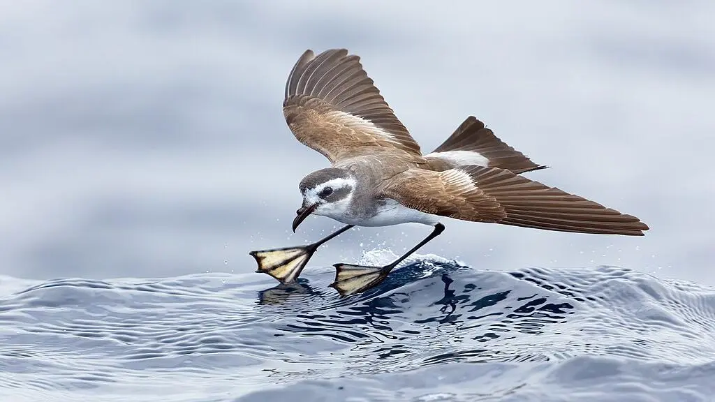 Brown sea bird, paddle feet extended onto crest of wave
