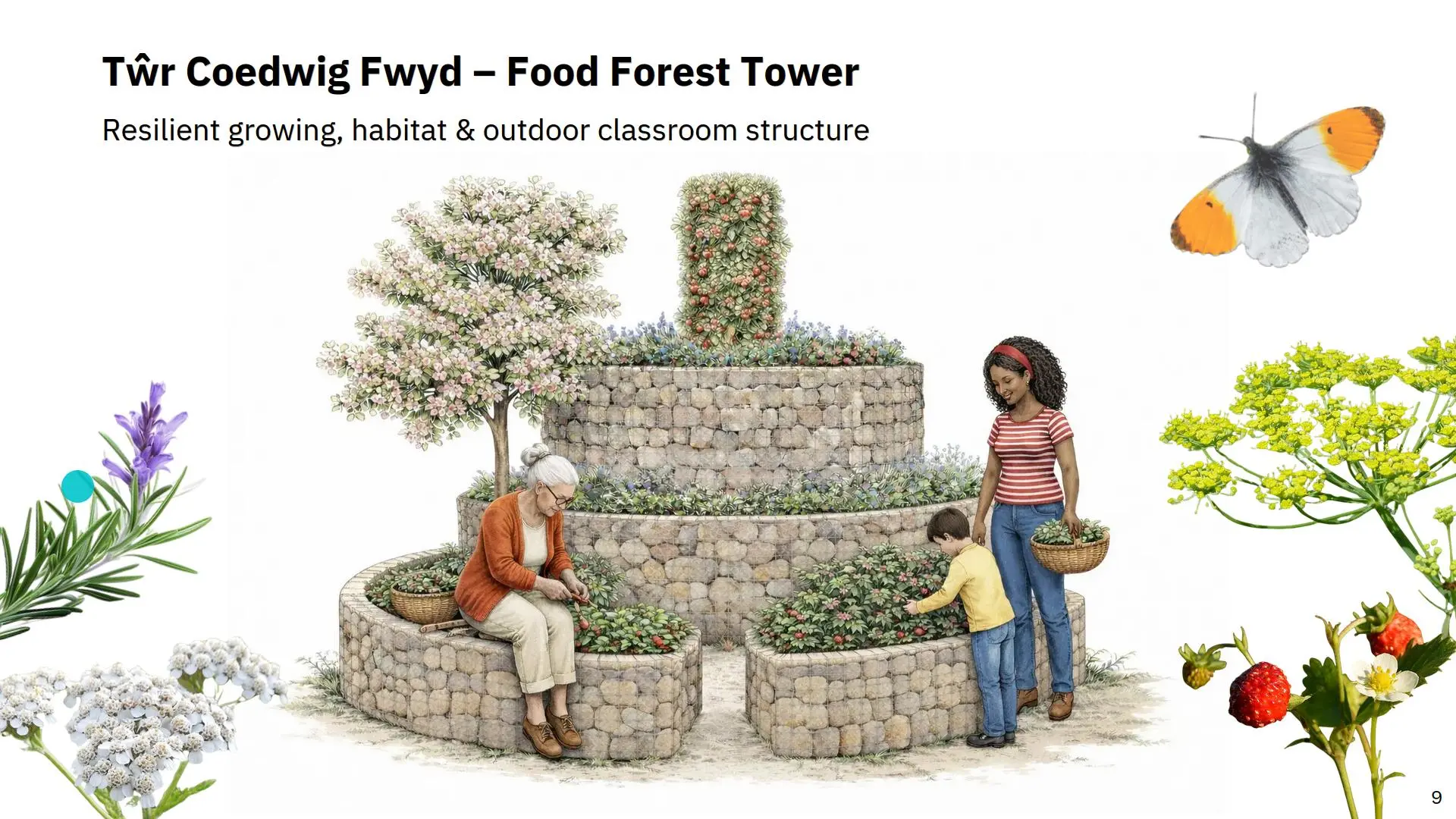 Illustration of a circular gabion structure, with people sat on lower gabions, surrounded by a collage of edible, native plants