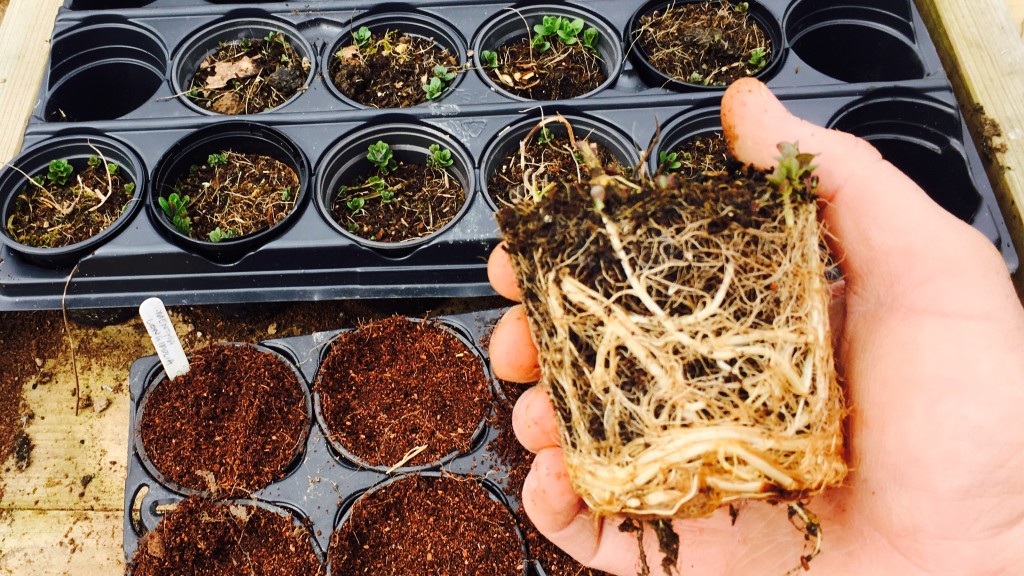 Hand holding rammed minty root structure from 9cm pot