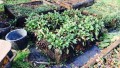 Small raised beds with plants