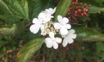Guelder Rose berries