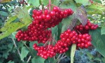 Guelder Rose blossom