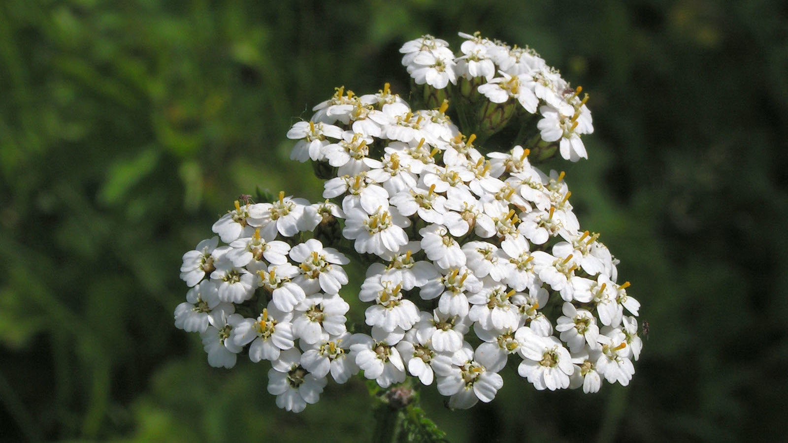 Close-up umbellifer type white flowers