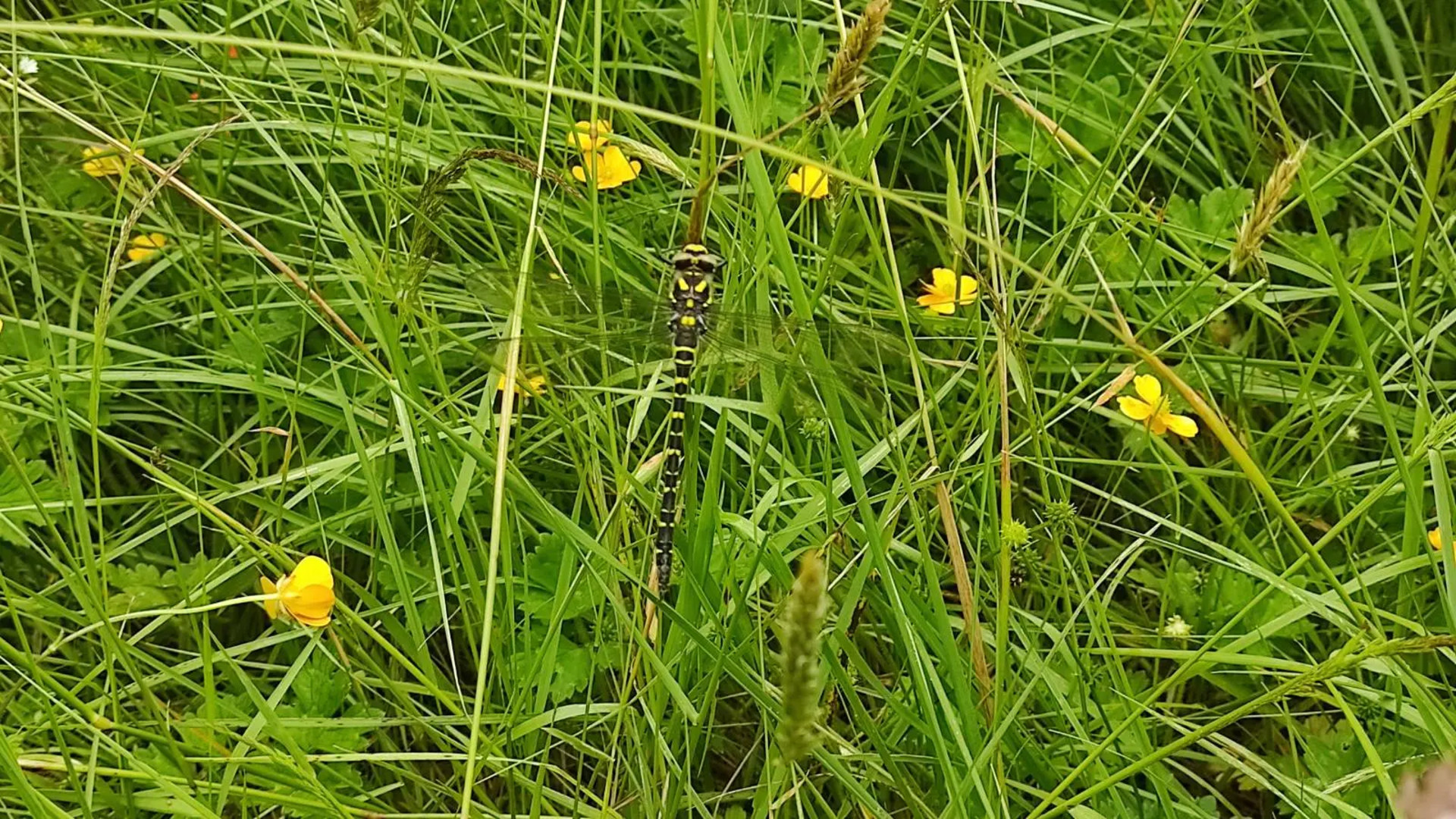 Privacy Notice | Natur Ceredigion