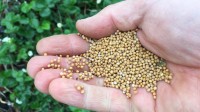 Hand cradling round mustard seed