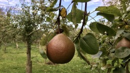 Pear on tree in orchard