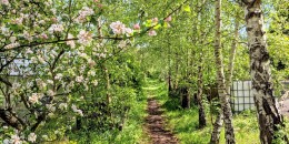 Silver birch by woodland track