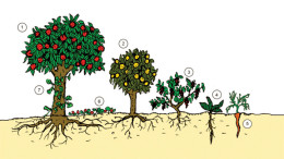 Seven layers of a forest garden illustration