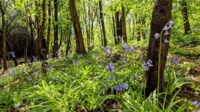 Bluebell wood