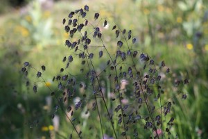 Quaking Grass